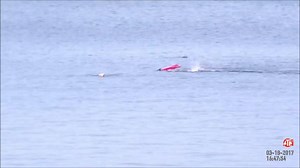 158K views · 512 reactions | Giant Great White Shark ATTACKS and tries to Eat Kayak as former occupant bobs helplessly close.... full video- Gene Mace https://www.youtube.com/channel/UC3Gtw8xPlfvhmtKH7FRbZXA | Blue Chum | Facebook