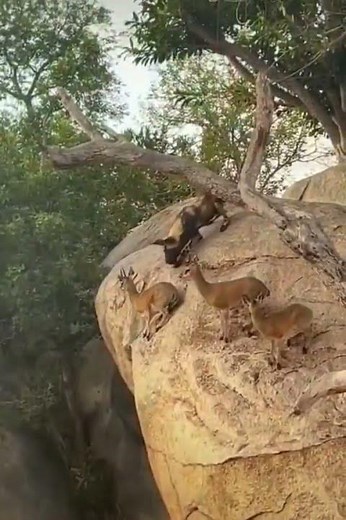 Why Dogs Are Scared of Masks 😱🐶