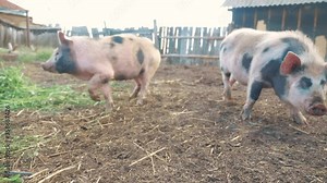 funny pigs sniffing air a wags tail farming agriculture concept. pig on an old farm . adult piglets run in pen on an old lifestyle farm