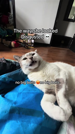 Cat's Disgusted Reaction | Funny TikTok Video