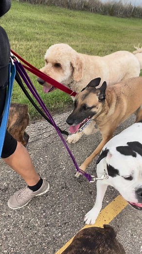 While #packwalking isn't easy, its quite the exercise for building core balance... 來 Even if the pals aren't pulling n just walking at slightly different paces like this group, the slight tugs in varying directions is a workout... 珞珞珞 #notaseasyasitlooks #packwalking #furkidexercise #humanworkout | Just Fur Kids Dog Daycare | Facebook