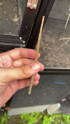 Stick Insect Perfectly Mimics a Real Twig