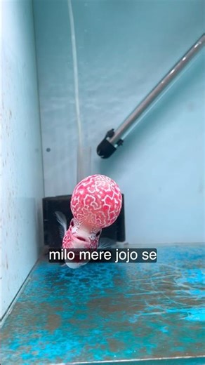 Meet Jojo the Flowerhorn: The Most Extra Fish Ever Created #flowehorn