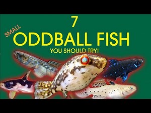 7 Small Oddballfish you should try!