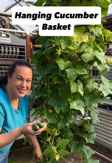 Have you ever seen a cucumber hanging basket? This really does work and we have grown cucumbers like this for decades. Make sure you have a large enough basket, because they will drink a lot of water. But this is a great way to keep those cukes nice, clean and easy to pick. Give it a try this year! #cucumber #cukes #gardening