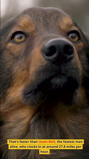 How Fast Can Australian Shepherds Run?