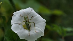 Morning Glories, Flowers, Blue