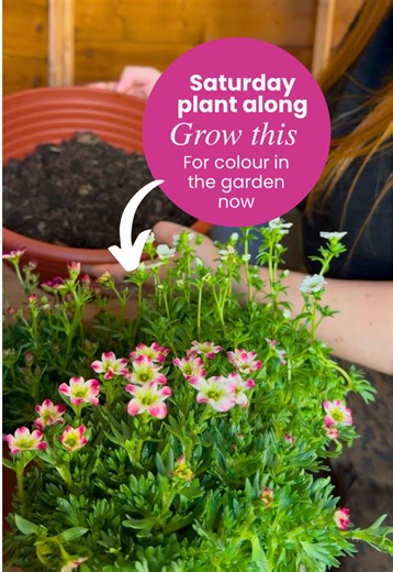 Planting Saxifraga Marto ‘Red Picotee’ This Spring