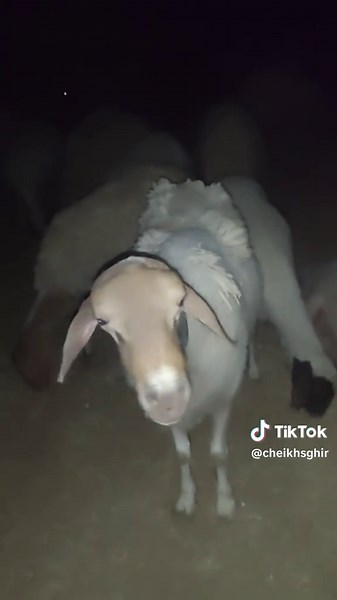 Vidéos de cheikhsghir (@cheikhsghir) avec son original - cheikhsghir