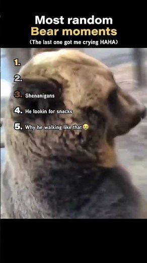 Top 5 Funniest Bear Moments Caught on Camera