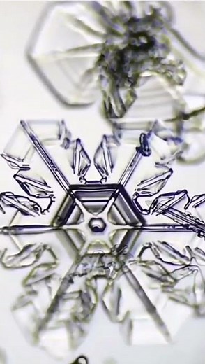 Snow under the Microscope