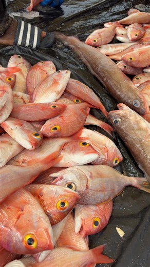 How do you call this fish in your dialect? | The Fisherman