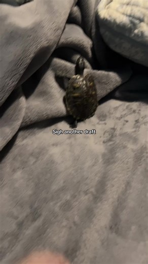 Delicious Turtlesoup Recipes to Try