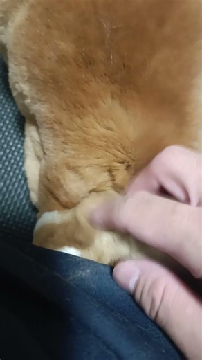 足に頭を突っ込むうさぎ