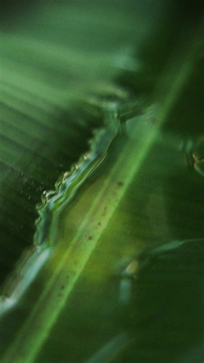 Today is the day, INTRODUCING APEX EVOLUTION Three years in the making, this is the second generation of Kelly’s APEX Trunk. Continual progression is in Outerknown's lifeblood, so it’s only natural that we were inspired to take the most high-performance trunk ever made — and make it even better. With our minds forever on the sea, we also teamed up with our friends at Bureo utilizing their NetPlus® material innovation made from recycled fishing nets. This yielded a truly responsibly made trunk wi