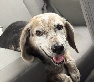 Pledge-A-Paw Dog Walk At Camden CC Saturday