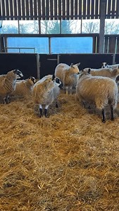 Got an exclusive for you: our Lambing & Zoo Weekends start next week and tickets are selling fast! Join us for a day filled with adorable lambs and enjoy hands-on experiences and activities designed to entertain and educate the whole family about farm life 🐑 Your ticket includes admission to our Mini Zoo where you can attend informative keeper talks throughout the day 🦦 Make sure you buy yours before it’s too late: www.reaseheath.ac.uk/lambing #lambingseason #lambing #cheshire | Reaseheath Col