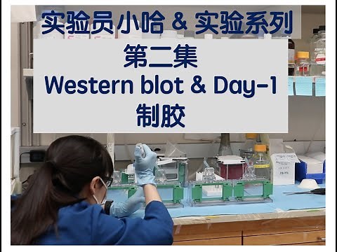 Visual Protocol - #2 - Western blot Day1 gel making - 实验员小哈&实验系列 第二集