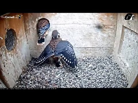 Fledgling Frenzy! Watch Four American Kestrel Chicks Take Their First Flights In Wisconsin