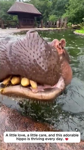 #Shorts #Hippo #HippoFeeding #AnimalCare #Wildlife #Nature #AnimalLover #AmazingAnimals #CuteAnimals