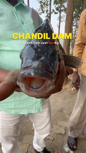 Chandil dam / Only 100₹ fish #shortsfeed #fishing #fish #youtubeshort #travel #yt #breaking #shorts