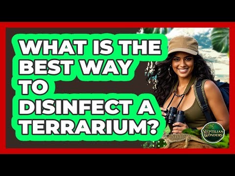 What Is The Best Way To Disinfect A Terrarium?