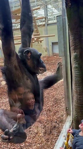 Monkeys Acting Wild and Hilarious 😂💀