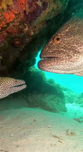 Eel Gets Swallowed Whole 😱🐍 | Wild Ocean Moment