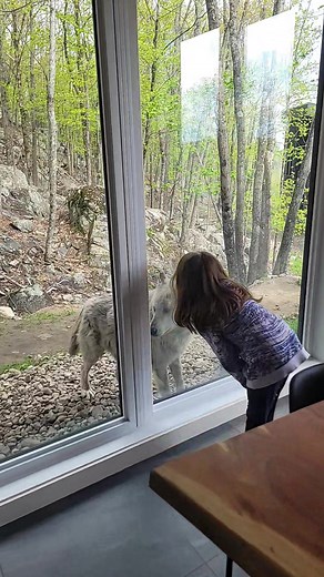 Unforgettable Experience at Parc Omega! Discover the Magic of Canada's #1 Wolf Chalet