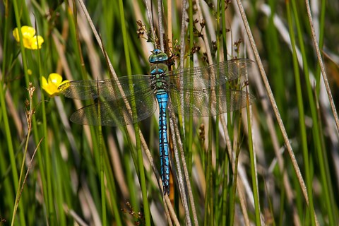 Emperor dragonfly | The Wildlife Trusts