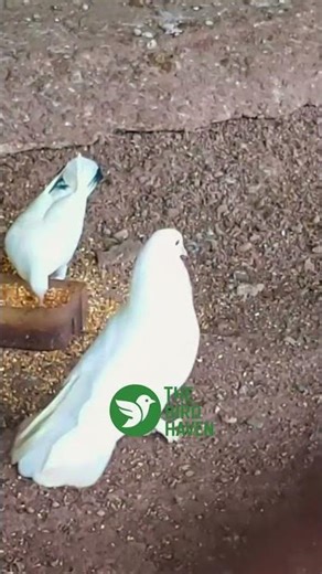 Amazing White Pigeons Up Close | Exotic Aviary at the Zoo 🕊️🌿