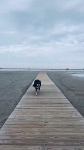 Pet friendly Hotels & Motels in the Wildwoods!🐶❤️ #gwhma #petfriendly #wildwoodsnj | Greater Wildwood Hotel & Motel Association