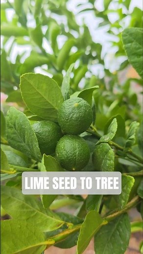 🌱 How to Germinate Lime Seeds (Easy Method) 🍋 Have you ever grown a citrus tree from seed?