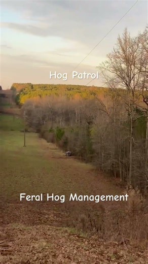 The Feral Hog Crisis: Protecting Our Land from an Invasive Surge