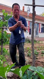 Content-inspired sharing plan to manage your own vegetable garden | Coco Video