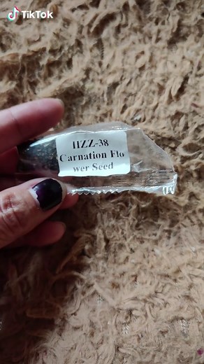 Growing Carnation Seeds: Planting and Care Guide