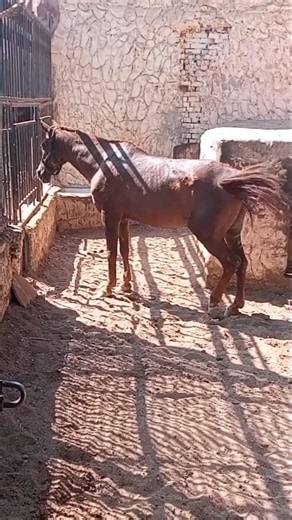 Listen to This Majestic Horse Neigh! #HorseNeigh