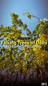 8 comments | ✨ Episode 2 of Talking Trees of Delhi: The Golden...