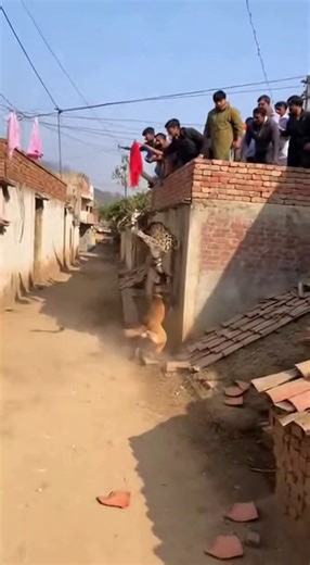 Dog vs Leopard in Village — Crowd Frozen in Fear 😨 A leopard suddenly appears between two village houses, with an aggressive dog chasing right behind it. Within moments, both clash violently in front of a shocked crowd. Villagers climb rooftops, yelling and waving cloths to distract the predator as the animals roll across the dusty road. The leopard roars and tries to scale the compound wall, but the dog attacks again, forcing it to sprint toward the farmland. The crowd erupts in cheers, still 