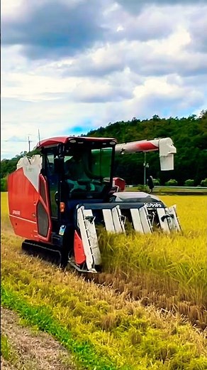 再生二期作用の田んぼを刈り取り‼️ #kubota #harvester #harvesters #コンバイン #combine #農業 #農家 #割倒#割稲 #現代農業 #farming