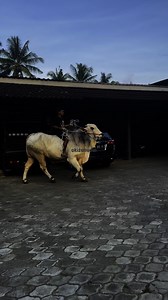 5.4K views · 79 reactions | PO Raksasa Setia Farm #sapi #cow | Oki zuhudin page | Facebook