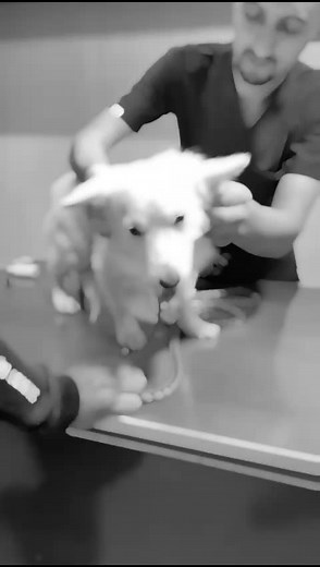 At Pet Palace, we had the pleasure of caring for adorable white Pup THE SNOW who came in for a general check-up. During the visit, we discovered a slight ache in his ear, but thanks to our expert veterinary team, he’s already on the path to feeling better! Regular check-ups are crucial for catching and treating issues early. 📅 Book your appointment today 📞 Contact: 0348-4634773 📍 Location: Shop 74, Diamond Mall and Residencey ,Gullbreg Greens Islamabad. Cₒₘₑ by, ₛₐy ₕₑₗₗₒ, ₐₙd ₗₑₜ’ₛ ₖₑₑₚ ₜₕₒₛ
