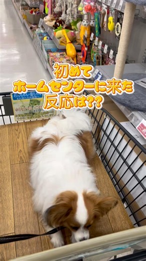 初めてホームセンターに来たわんちゃんの反応は？？ #かわいいパピヨン #papillon dog #初めて #可愛いお顔 #いぬのいるくらし #反応が可愛いすぎる