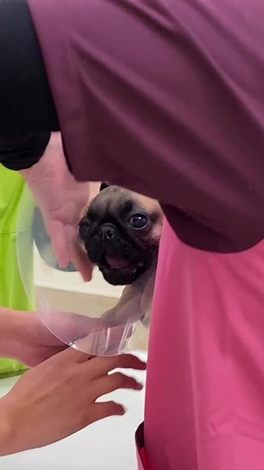 How cute baby pug? . . . . Credits to Instragram : @ azuki_puglife (DM me for proper creadit or remove) . . . . #pugnation #pugslife #pugpuppy #anotherpug #pugstagram #puglover #blackpug #pugmompugpuppy #pugloverspugslife #pugetsound #pugsnotdrugs #pug #pugslovers #pugworld #pugsofinstgram