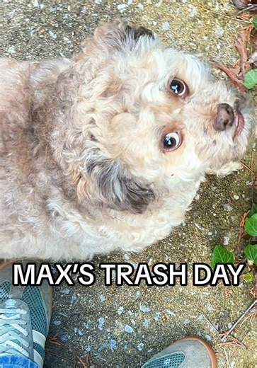 Lil’ Max (@max.hawt.dawg)’s videos with original sound - Lil’ Max