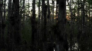 Troy is back in the Everglades to capture giant invasive pythons that have taken over the area, in this clip from Season 2, "Skunk Ape Alley." #SwampPeople | Swamp People on History