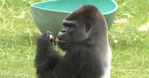 Watch: New silverback gorilla debuts at San Francisco Zoo