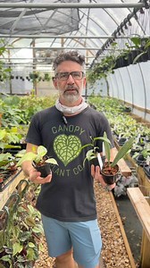 Our top choice for Hoya substrate: Coco Husks!🌱🥥 They provide a balance of aeration and moisture retention creating an ideal environment for Hoyas to thrive. 🌸#Plants #cocohusk #plantlover | Canopy Plant Co.