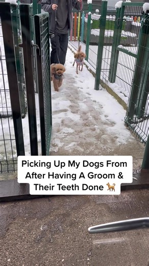 Picking Up Hercules & Xena After Grooming | Dog Grooming Vlog