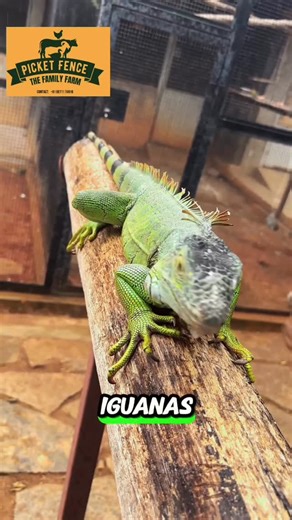 Saima Ahmed on Instagram: "A perfect family day out near Nandi Hills 🌿 From feeding birds in the aviary 🐦 to meeting turtles, pheasants, rabbits, iguanas, emus, goats, cows, camel Sheiku 🐪 touch a ball python 🐍 see the world’s smallest pocket monkey (marmoset) 🐒 and end with adorable Maine Coon & Persian cats 🐱 ✨ Entry: ₹400 per person (kids above 2.5 yrs same) ⏰ Timings: 10 AM – 5 PM | Monday closed 🎠 Weekend activities: • Pony ride – ₹200 • Pottery making – ₹150 🍱 Carry your own food �